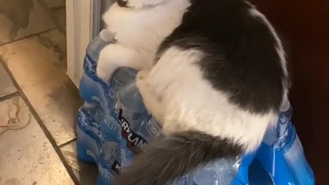 This, is Gibbous Stone 🐈