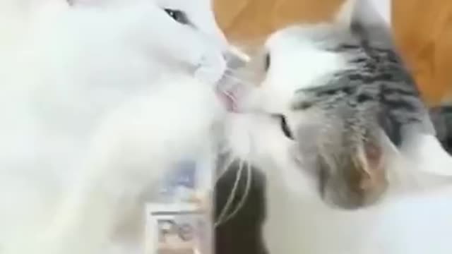 Lovely Cat, White Cats, Cats lovely fight, funny cat videos