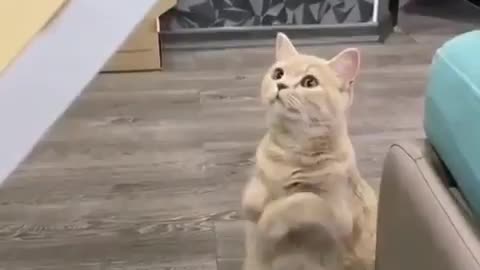 How the cat asks for food