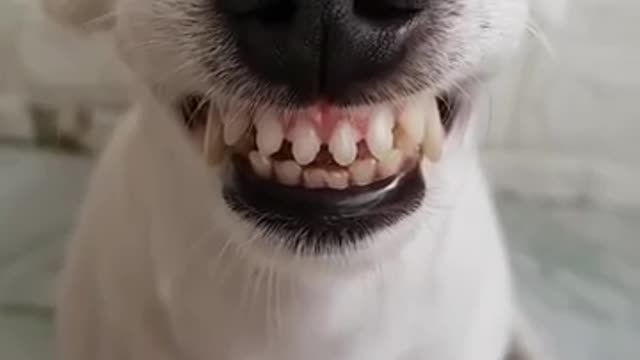 Dog Can Smile