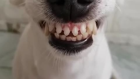 Dog Can Smile