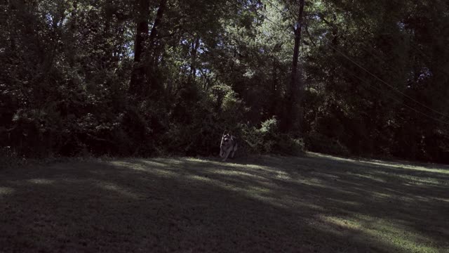 Dog Running in the Grass Field