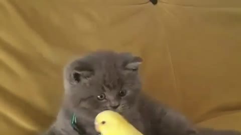 A small Scottish kitten is trying to make friends with a parrot,a very funny video.