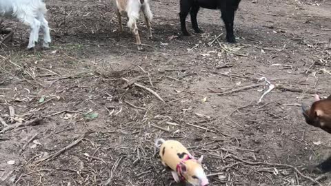 Pig Adventures