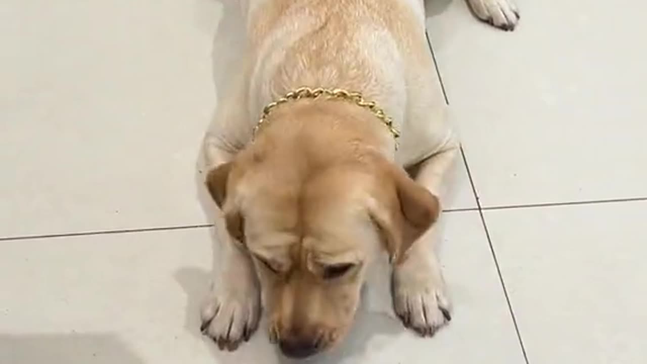 smart dogs with smart training 👌😂😛