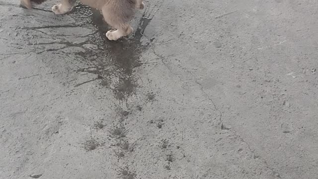 Puppy Cools Belly Off on a Hot Day