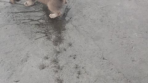 Puppy Cools Belly Off on a Hot Day