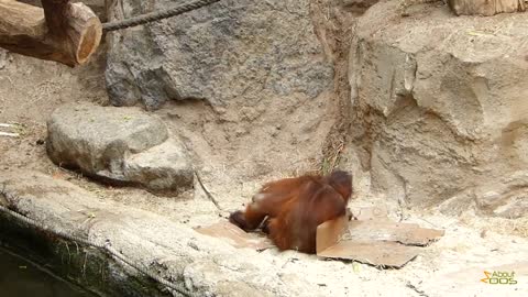 Two young orangutans engage in a playfight at Munster Zoo