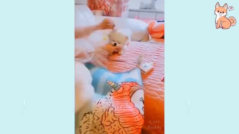 Cute Funny and Smart Dogs Compilation 😍 Cute Puppies 😍