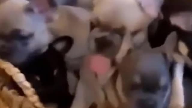 Cutest Try not to Laugh Kittens - Pups - 53