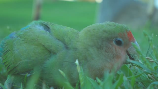 A Colorful Parrot Bird On The Ground