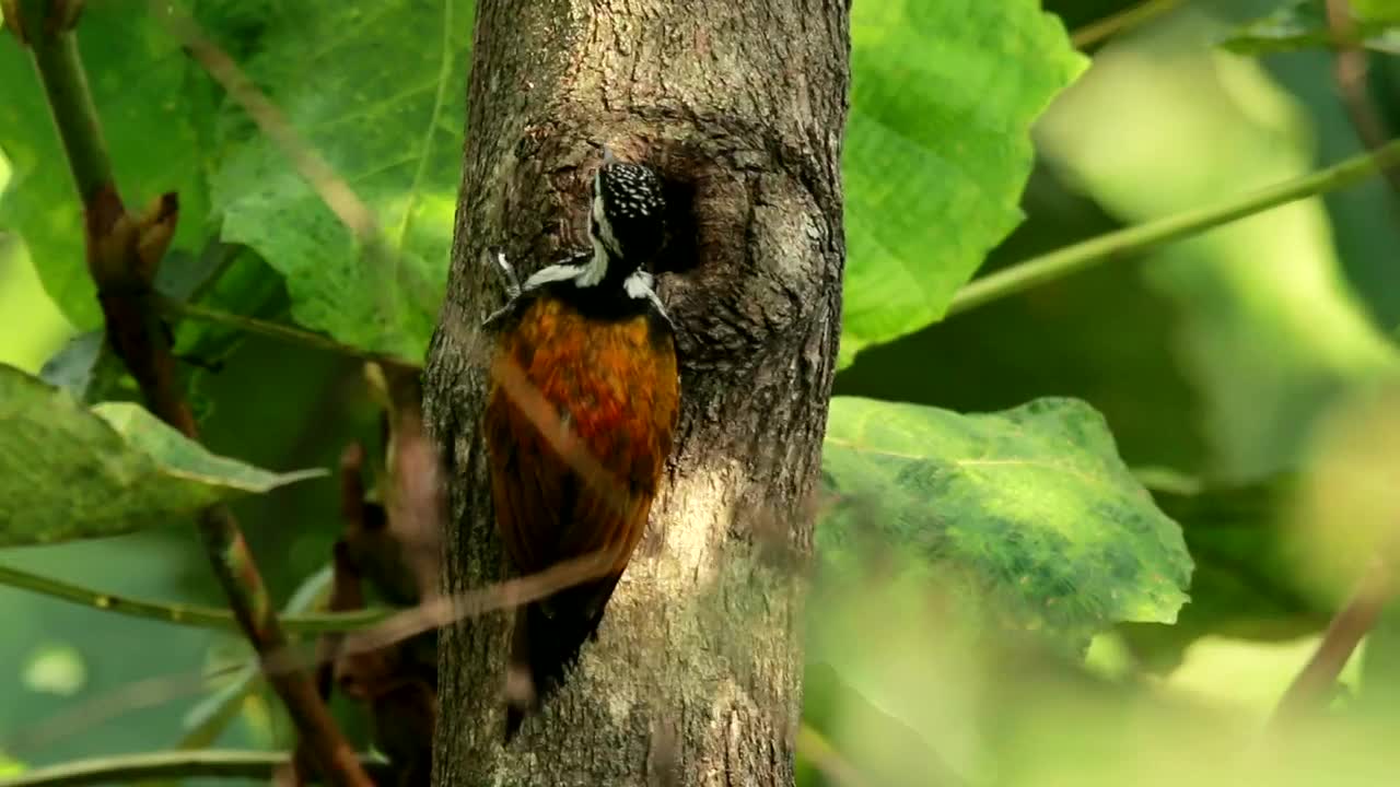 Orange Woodpecker in a tree