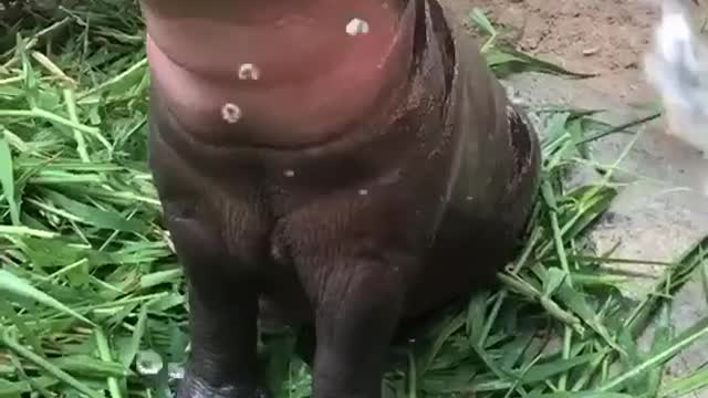 Super cute baby hippo