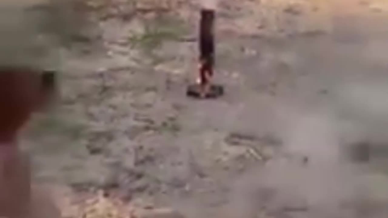 PETS BEING JACKS
