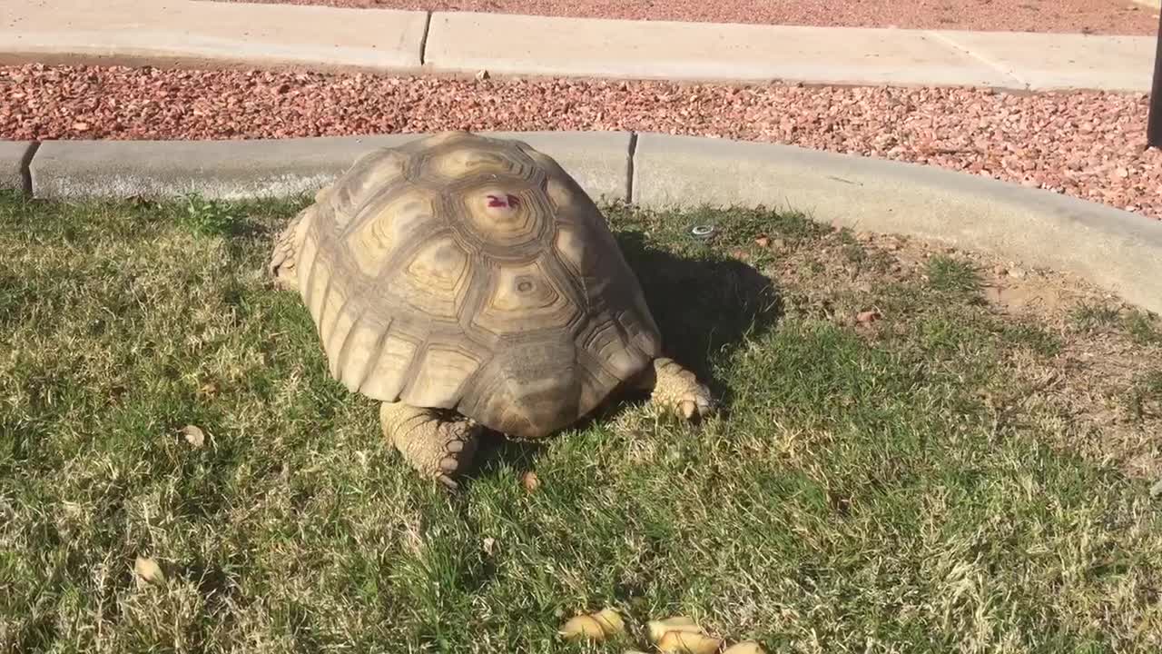 Gertie 2017 hind leg paralysis