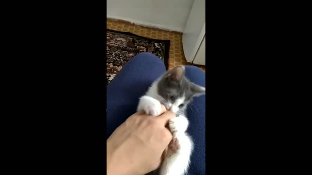 angry cat very angry cat!! funny! kitten video - angry cats videos - angry cat compilation