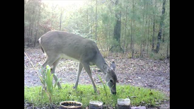 Southeast Texas Backyard Wildlife Garden 93