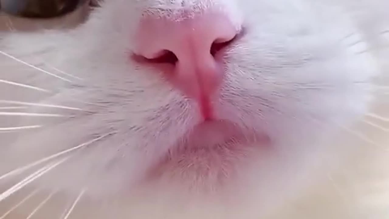 Cute cat mewing