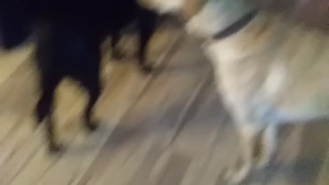 my dogs hear this