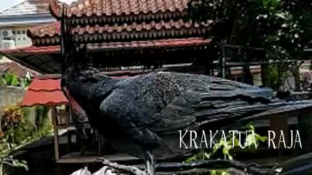 The krakatua raja. Or. Palm cockatoo