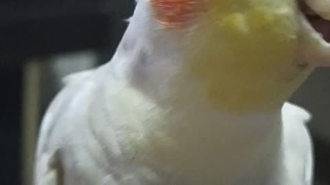 Woodstock, my bird