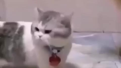 Funny cat chat