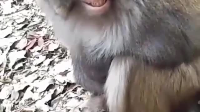 laughing monkey