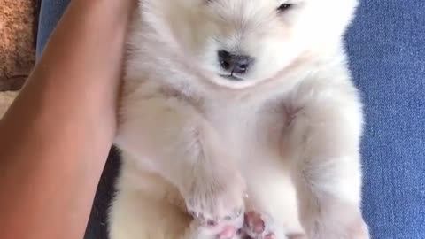 white puppy