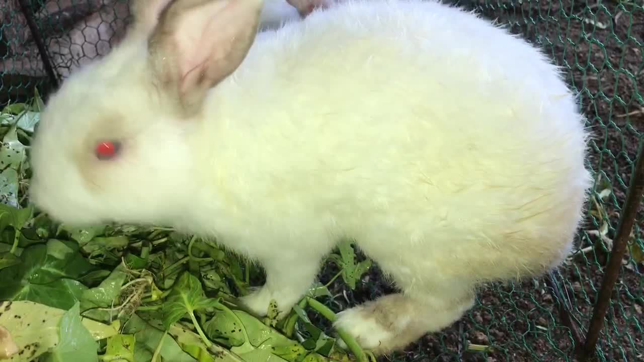 Rabbits video