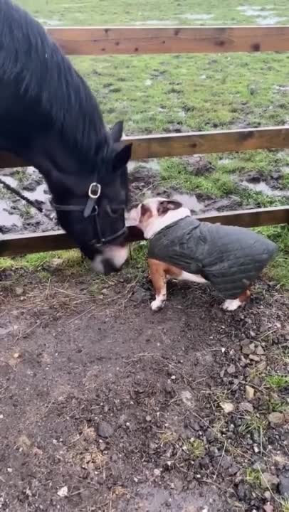 Dog Thinks The Horse Is His Best Friend, But Horse Goes Straight For Dog’s Ear