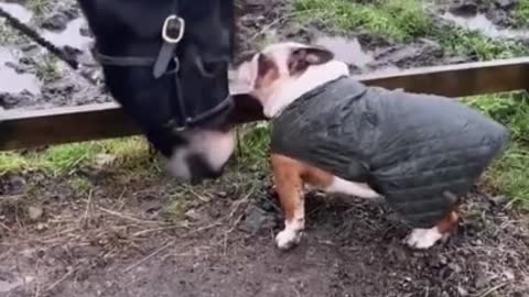 Dog Thinks The Horse Is His Best Friend, But Horse Goes Straight For Dog’s Ear