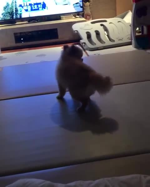 Crazy Pomeranian can't stop spinning in circles