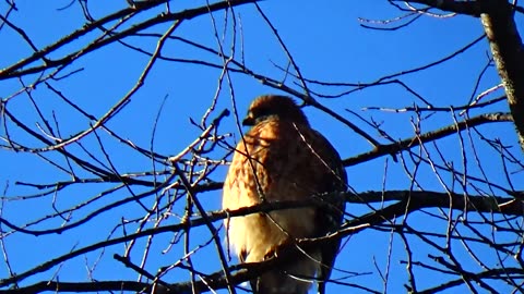 Red-shouldered hawk