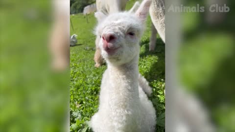 Funny Animal Video 😍