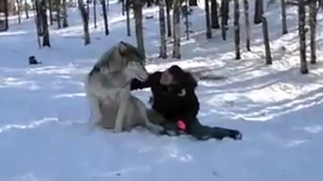 GIANT Wolf Plops Down Beside Her, But Watch What Happens Whe