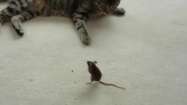 Kung fu rat vs Cat | a mouse fight with a cat