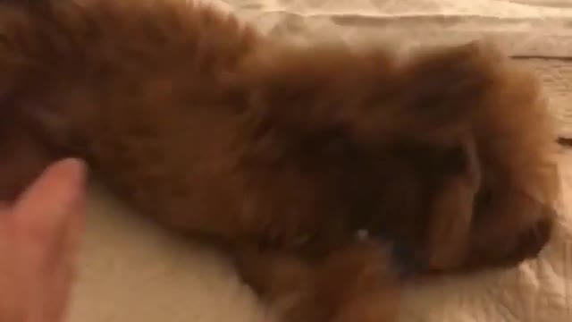 Brown puppy in bed plays dead when owner shoots him