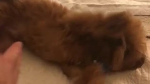 Brown puppy in bed plays dead when owner shoots him