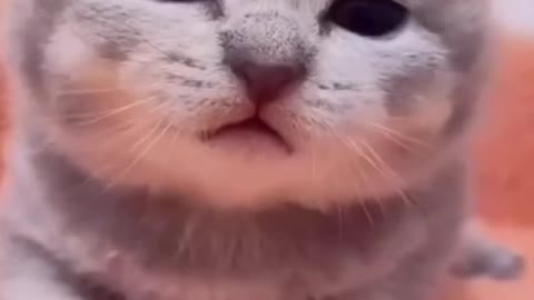 Cute cat puppy