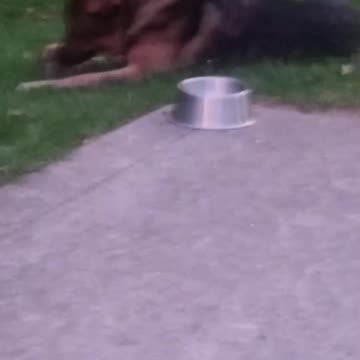 Virgil german shepherd!