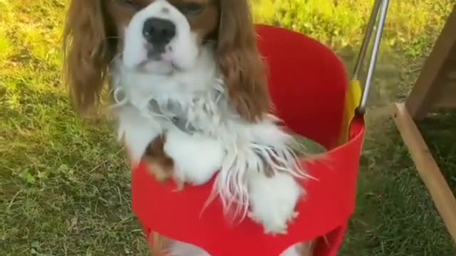 The dog puppy playing with Swing