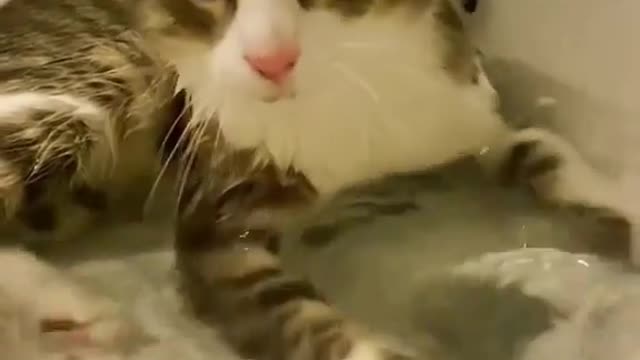 cats.videoss Meowmaid !🧜♀️🥰