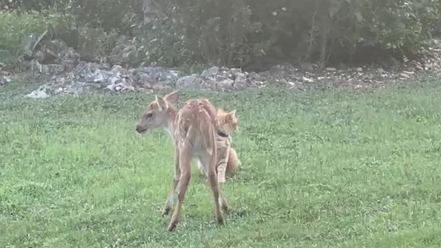 Fawnzi the fawn challenges Otto the cat!