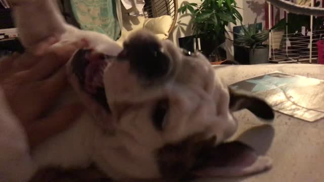 Laughing English Bulldog