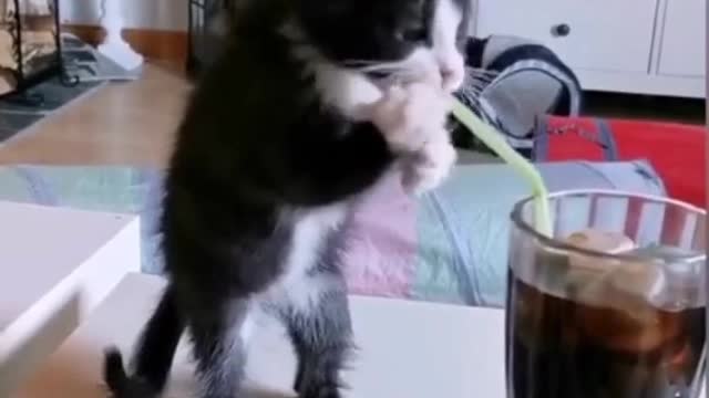 Funny cat with coca cola