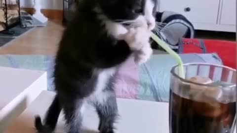 Funny cat with coca cola