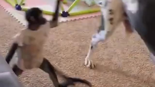 Great Dane vs monkey too much funny