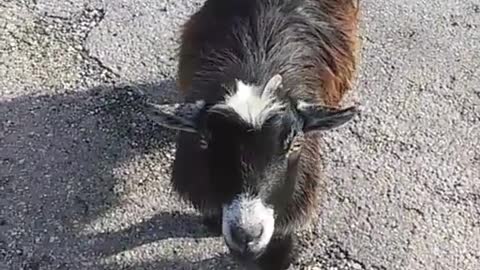 Random Goat Drops by for a Visit