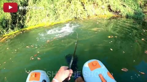 The most powerful fish attacks you will see