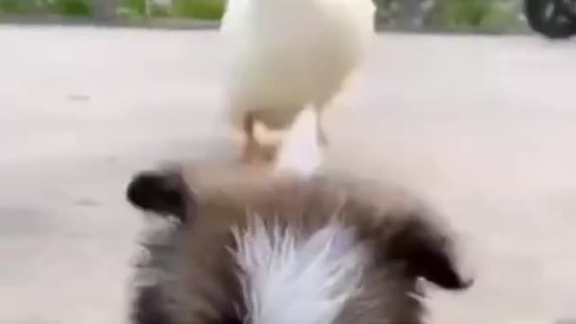 Funny Animals - Funny Pets | Cute animals